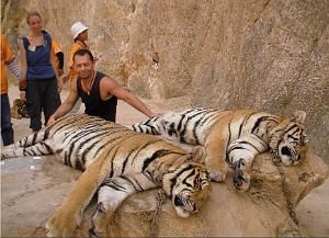 THAILANDE LE TEMPLE DES TIGRES AVEC GILLES